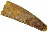 Fossil Spinosaurus Tooth - Real Dinosaur Tooth #312943-1